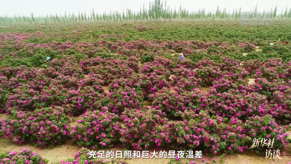新华社访谈｜在新疆，播种“梦的田”