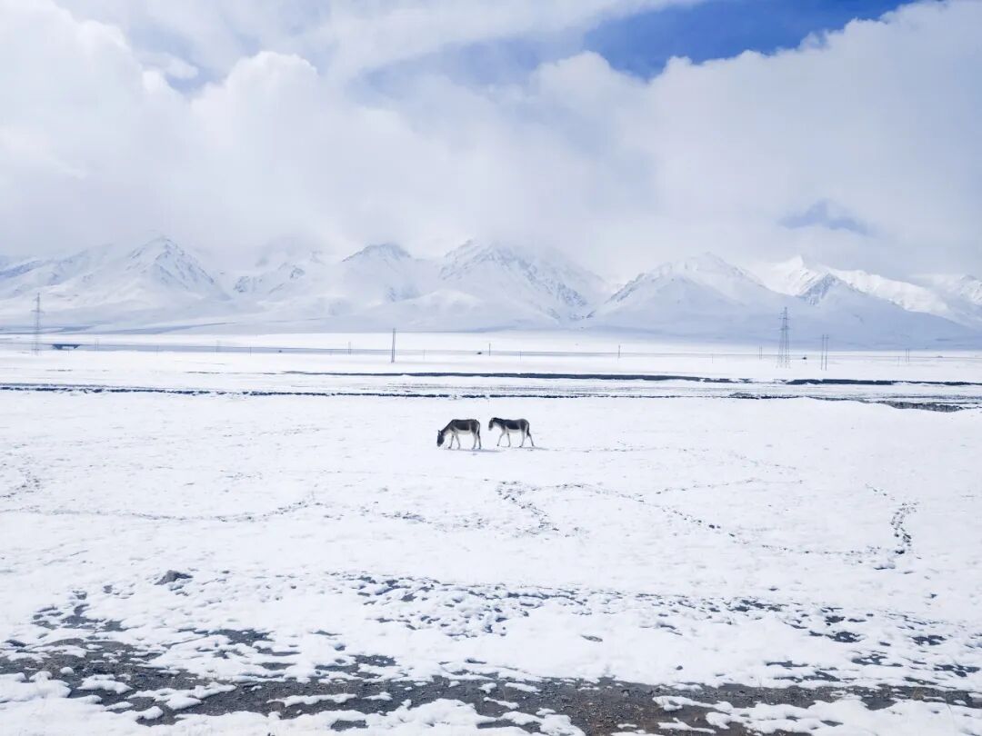 1.04亿人次、8.24亿吨,一条天路如何重塑雪域高原?