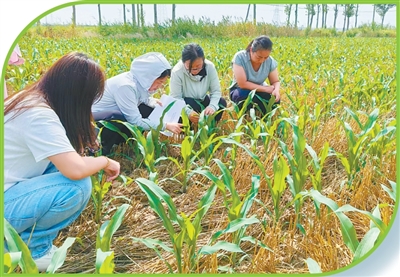 技术只有长在田里才算数