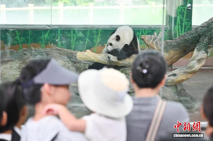 广州动物园暑期引游人 广州动物园暑期引游人