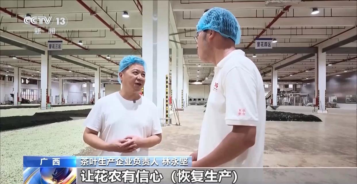年中经济观察丨多方合力 广西横州茉莉花产业链灾后突围