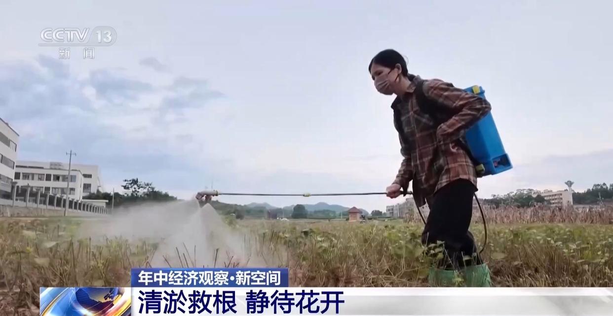 年中经济观察丨多方合力 广西横州茉莉花产业链灾后突围