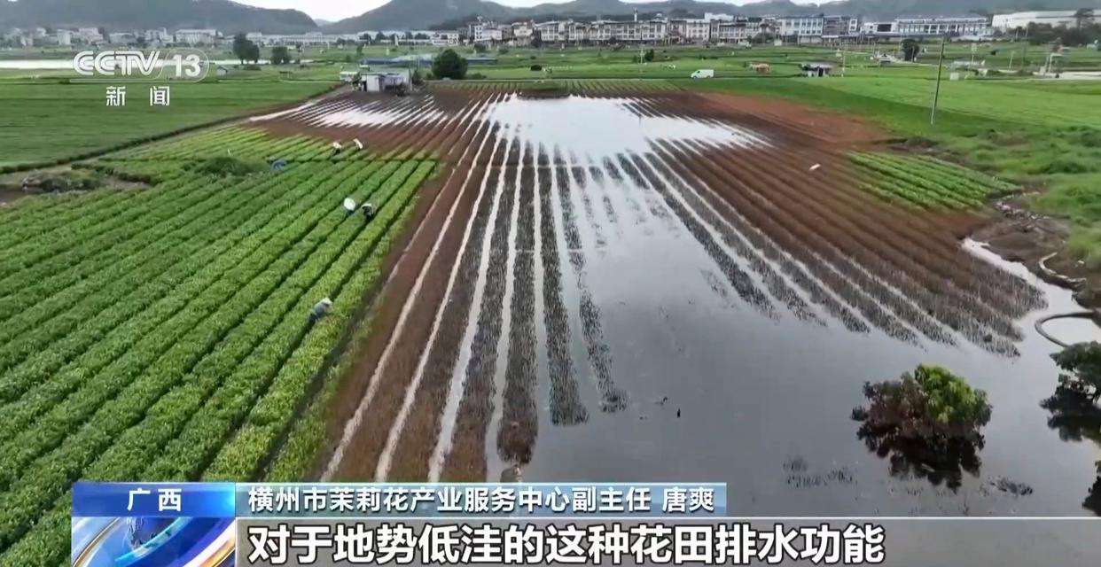 年中经济观察丨多方合力 广西横州茉莉花产业链灾后突围