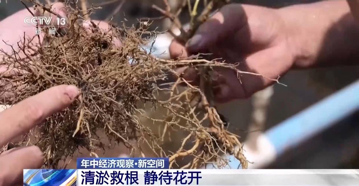 年中经济观察丨多方合力 广西横州茉莉花产业链灾后突围