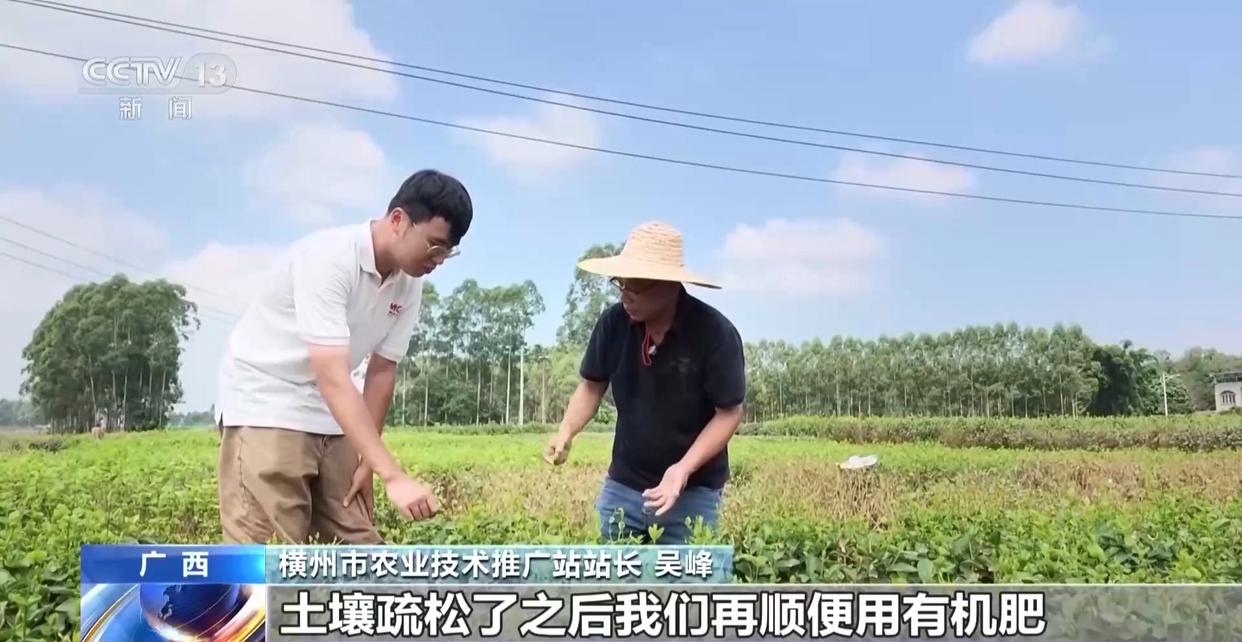 年中经济观察丨多方合力 广西横州茉莉花产业链灾后突围