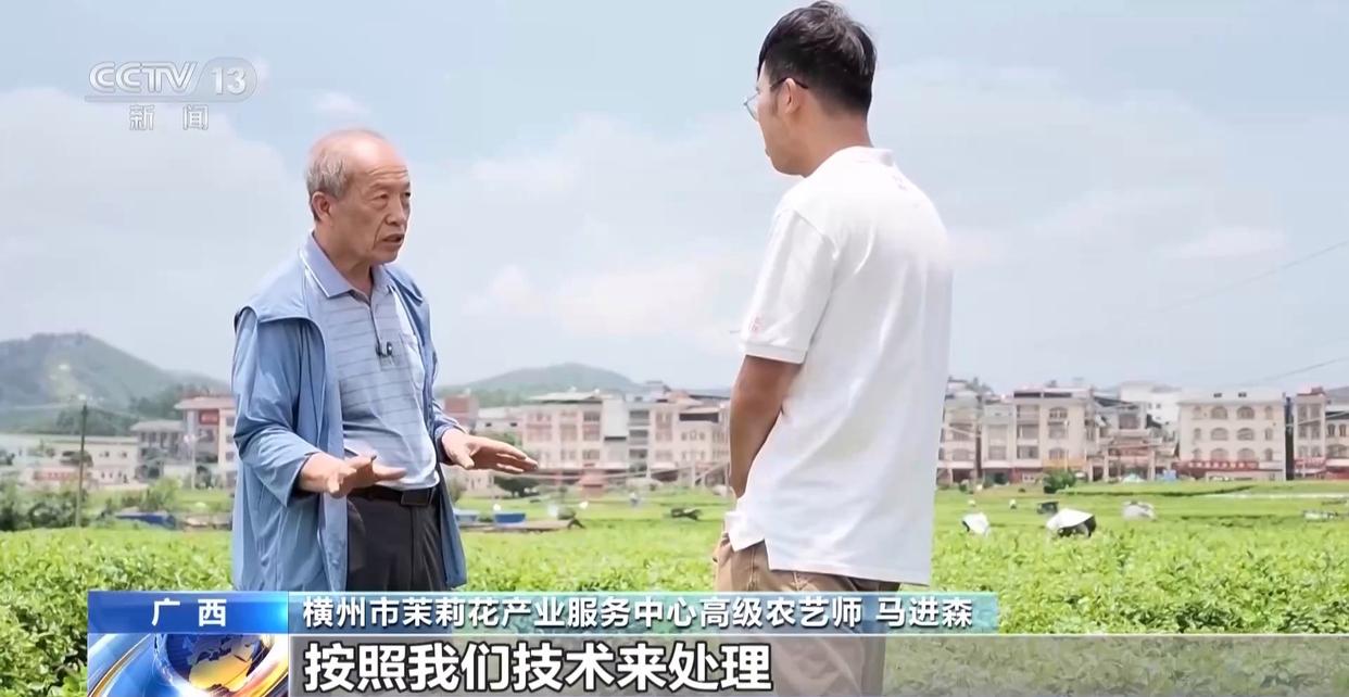年中经济观察丨多方合力 广西横州茉莉花产业链灾后突围