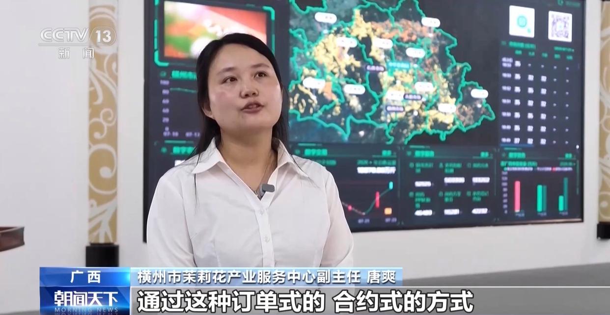 年中经济观察丨多方合力 广西横州茉莉花产业链灾后突围