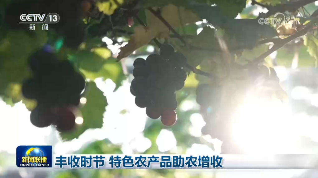 丰收时节 特色农产品助农增收