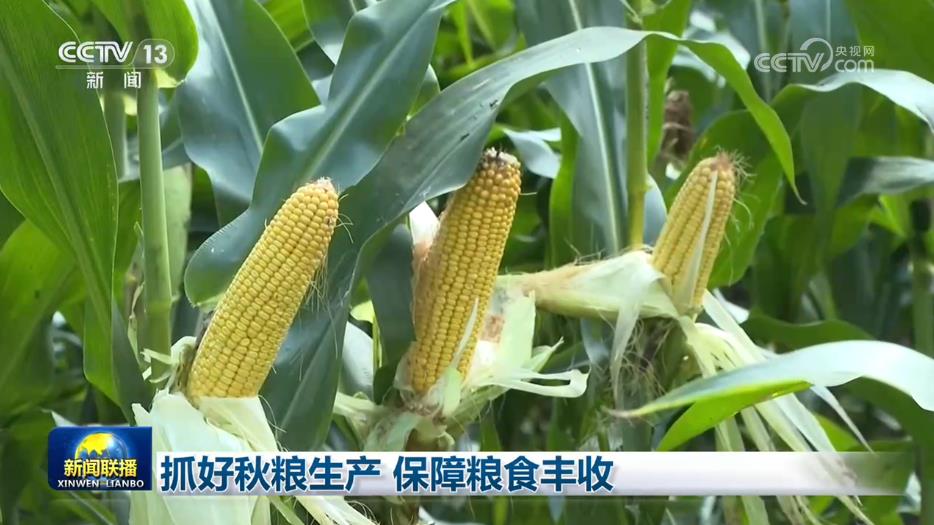 抓好秋粮生产 保障粮食丰收