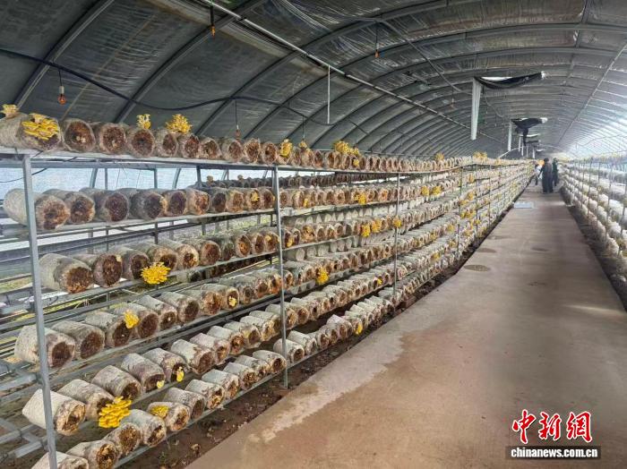 从“输血”到“造血” 闽宁协作用活“致富经” 从“输血”到“造血” 闽宁协作用活“致富经”
