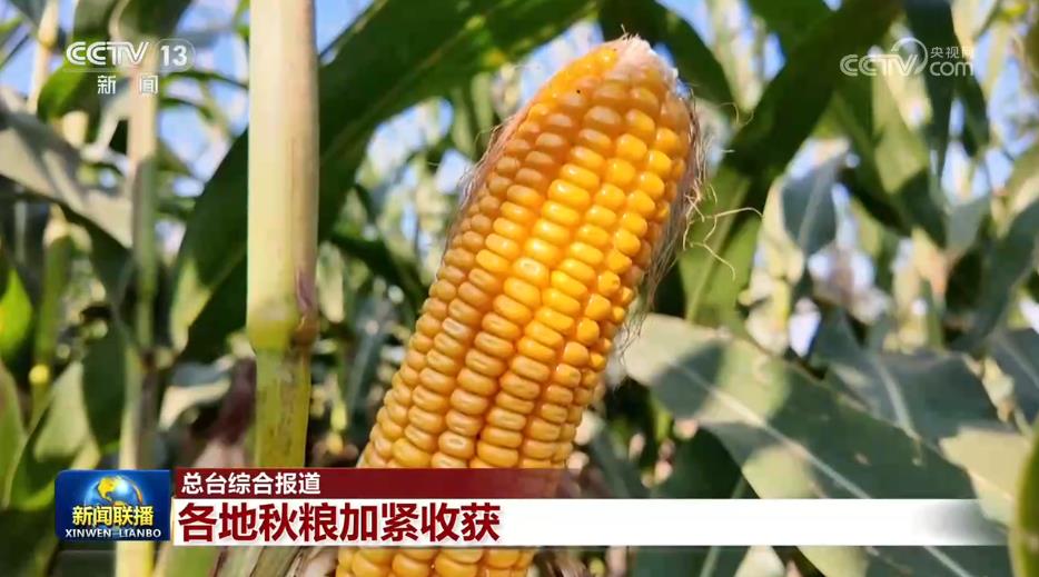 【在希望的田野上】各地秋粮加紧收获