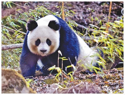 合力保护大熊猫栖息地(美丽中国·世界自然遗产这样保护)