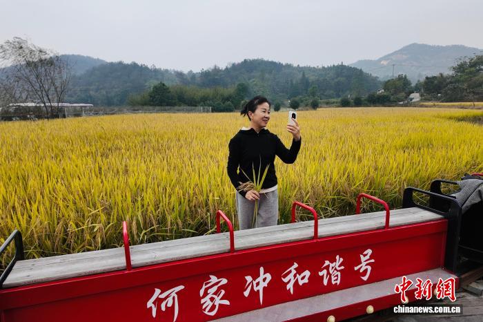 银杏树下90余年,红色基因何以生生不息?