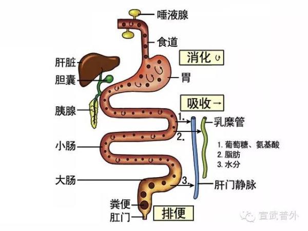 肝与胆的关系图图片