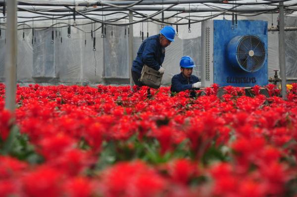 山东青州：花农育苗忙 电力助丰收