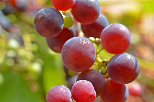 熬夜后要多吃这5种水果，可以促进排泄、使皮肤白皙润泽等功能！