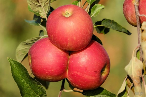 苹果怎样吃才更加有营养，大家来看一下吧！