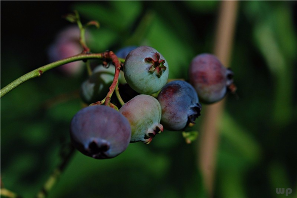草莓、蓝莓、蔓越莓这几种营养水果你get了没，赶紧进来看看！