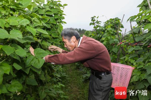 厉害了！海口这对夫妻种菜，一不小心成了“瓜菜管家”