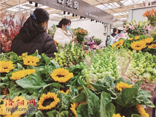 春节临近，年宵花销量正上升 催花牡丹成“新宠”