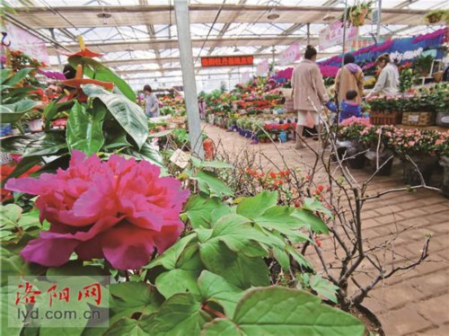 春节临近，年宵花销量正上升 催花牡丹成“新宠”