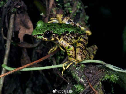 云南发现新物种独龙江臭蛙