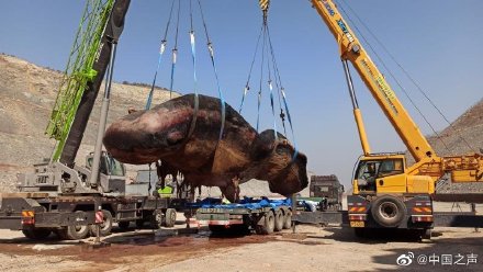 渤海海域首次发现搁浅抹香鲸计划制作成塑化标本留在大连