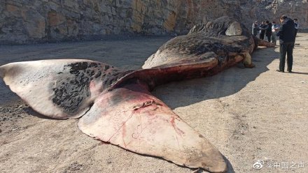 渤海海域首次发现搁浅抹香鲸计划制作成塑化标本留在大连