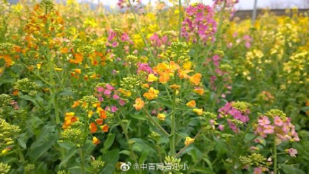 高校培育38种颜色油菜花却被质疑 无意义 评论亮了