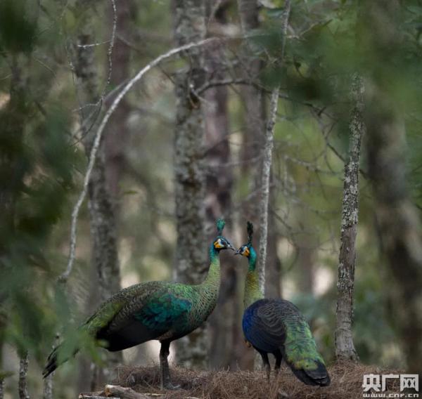 世界野生动植物日：聆听林间绿孔雀的声音