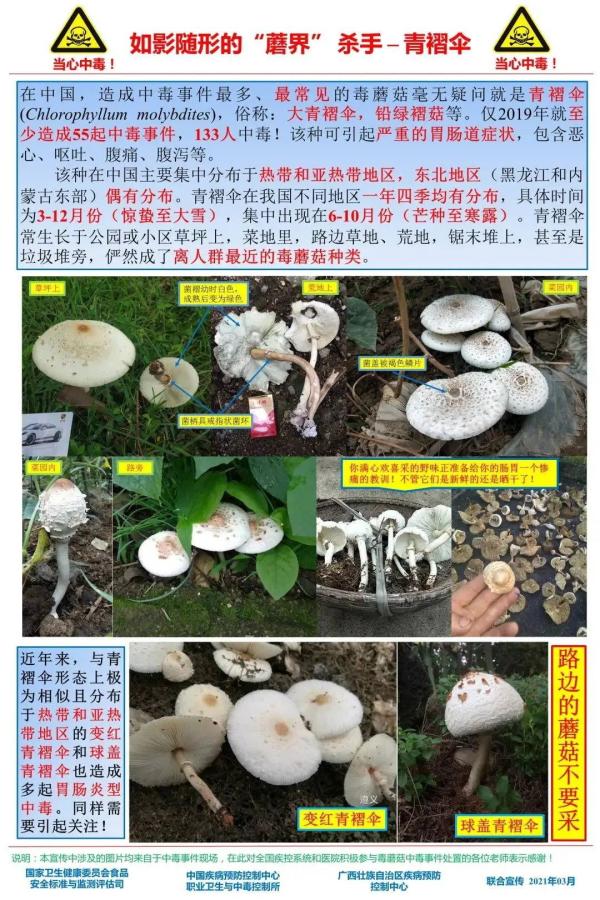 去年广西297人被毒蘑菇放倒，“夺命”蘑菇高发季千万别乱采！