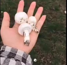 去年广西297人被毒蘑菇放倒，“夺命”蘑菇高发季千万别乱采！