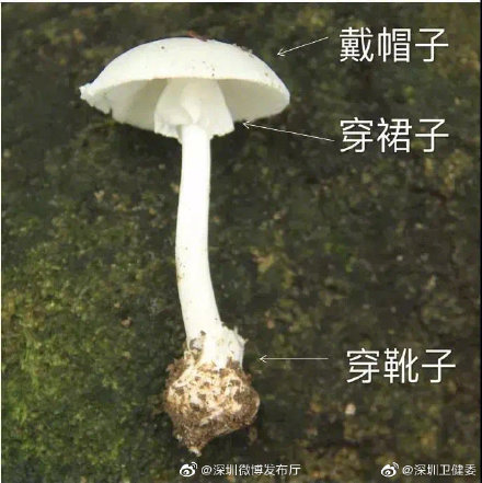 梧桐山又见毒蘑菇！深圳发“通缉令”