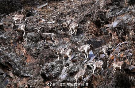青海玉树：42只岩羊攀爬崖壁