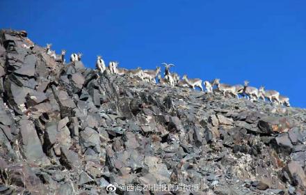 青海玉树：42只岩羊攀爬崖壁