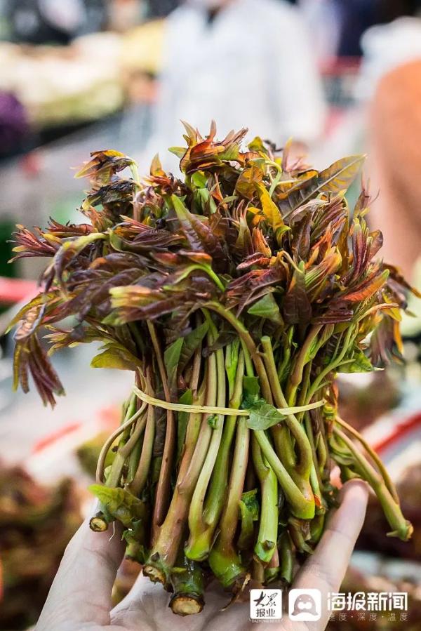 春季限定美食！香椿被云南农户卖上200元一公斤
