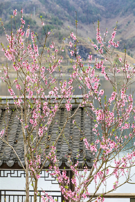 三月桃花 灼灼其華