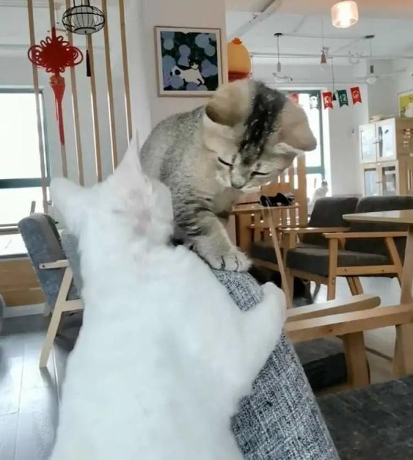 上海开“猫咪试养”店，店主：提供一份“后悔药”