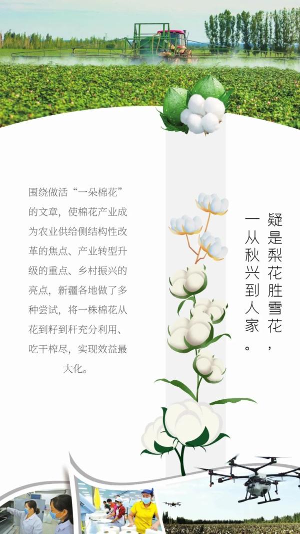 “一朵棉花”何以春色满园？