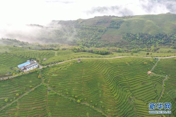 這是福鼎市太姥山鎮的一處茶山(4月1日攝,無人機照片).