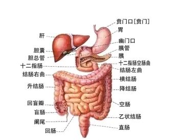 今天我们来聊聊各种肚子疼