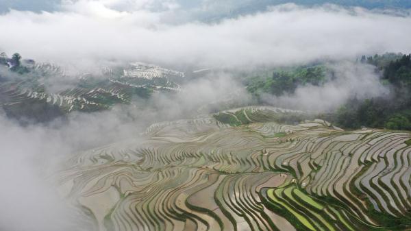 4月21日拍摄的贵州省从江县加榜梯田风光(无人机照片.