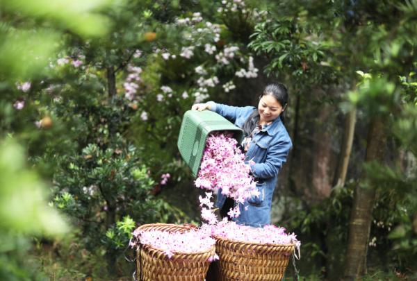 贵州赤水：金钗石斛花开出“美丽经济”