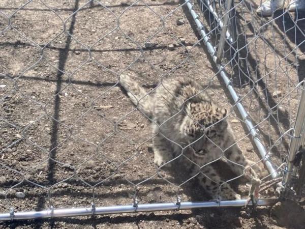 青海兴海县一只雪豹幼崽闯入牧民家袭击牛群，被捕后放归野外