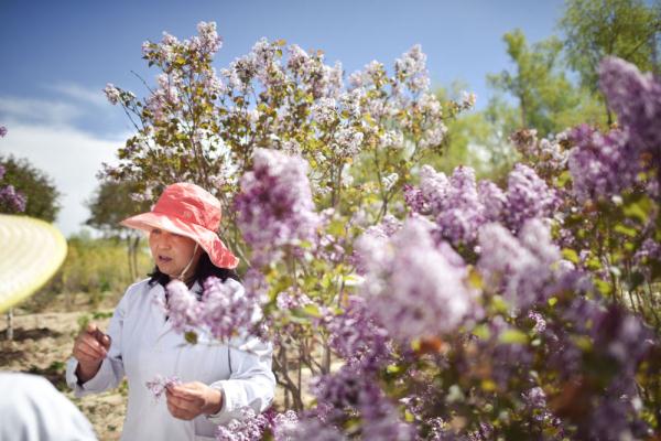 为了花开高原——张锦梅的丁香情缘