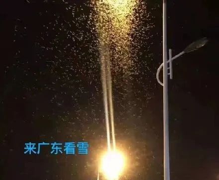 雨后家中有成群白蚁飞入怎么办？疾控群众领导这点要细心！