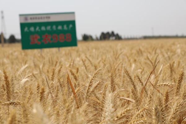 陕西杨凌职院两个小麦新品种通过国审