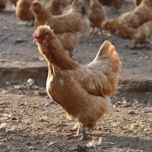 《动物传奇》科学地催眠一只鸡，需要分几步？