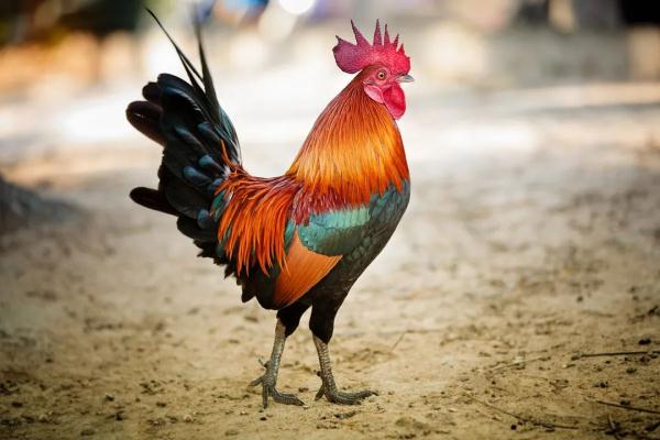 《动物传奇》科学地催眠一只鸡，需要分几步？