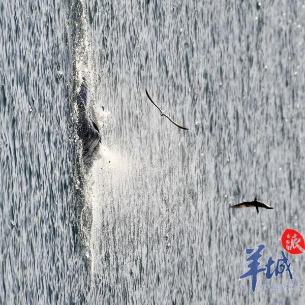 高清大图定格“鱼鸟之恋”：布氏鲸连续一周打卡深圳大鹏湾